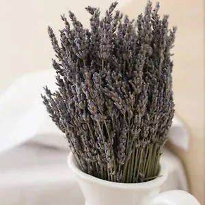 Lavandula Ring , Tirana Albania